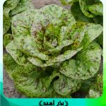بذر کاهو خالدار