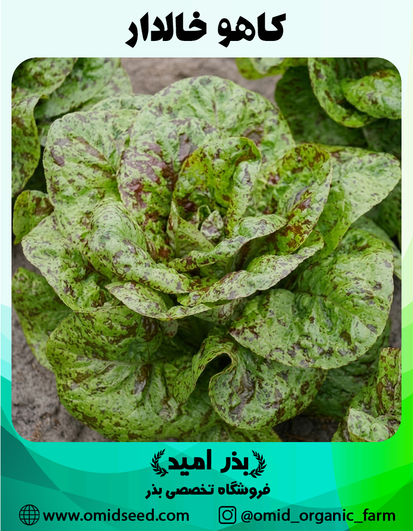 کاهو خالدار بذر کاهو خالدار - تصویر 1