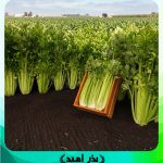 بذر کرفس هیبرید f1