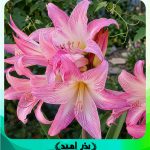 غده پیاز گل آماریلیس صورتی
