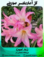 غده پیاز گل آماریلیس صورتی