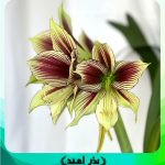 پیاز گل آماریلیس پروانه ایی