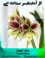 پیاز گل آماریلیس پروانه ایی