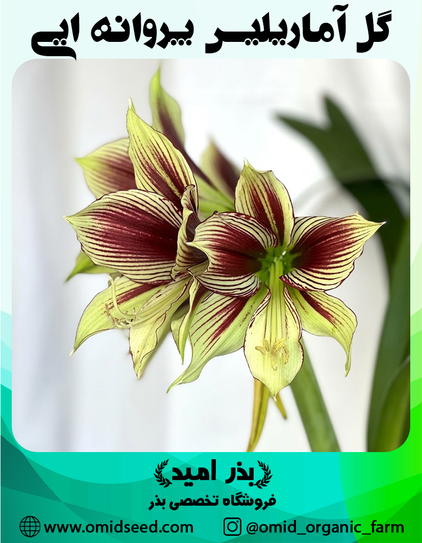 گل آماریلیس پروانه ایی پیاز گل آماریلیس پروانه ایی - تصویر 1