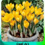 پیاز گل جام زرین