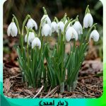 پیاز گل زنگوله برفی ( گل برفی یا گالانتوس )