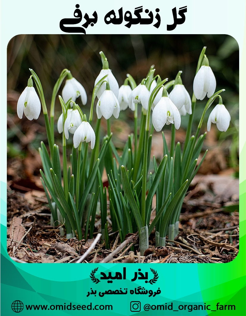 گل زنگوله برفی پیاز گل زنگوله برفی ( گل برفی یا گالانتوس ) - تصویر 1