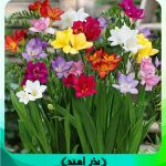 پیاز گل فریزیا میکس