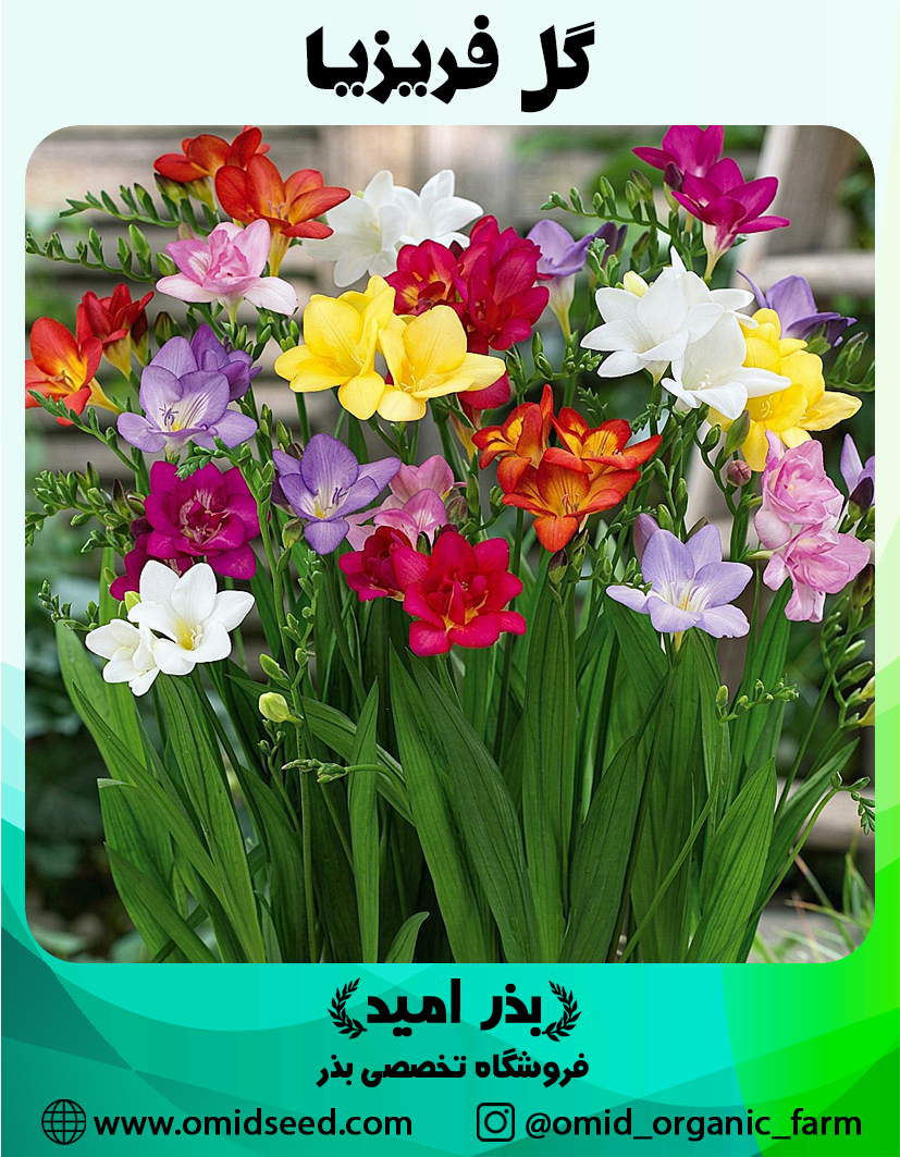 گل فریزیا پیاز گل فریزیا میکس - تصویر 1