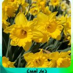 پیاز گل نرگس داچ مستر