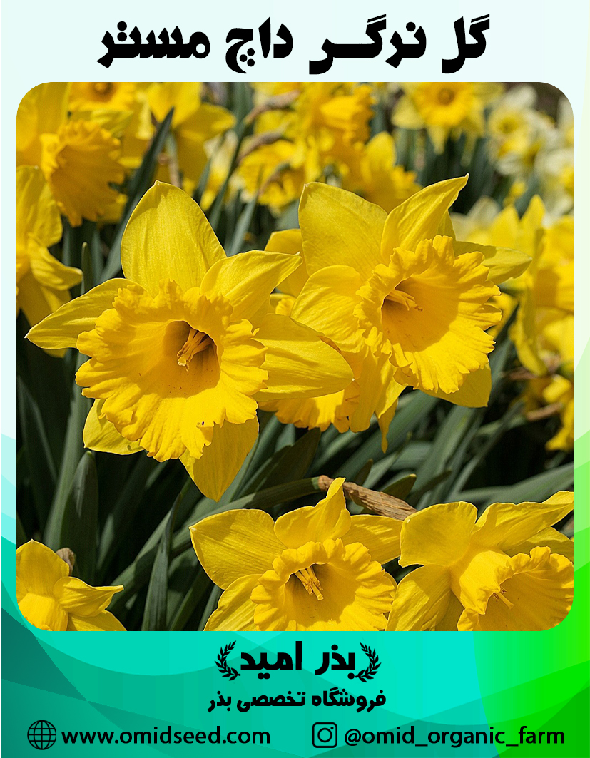 گل نرگس داچ مستر پیاز گل نرگس داچ مستر - تصویر 1