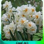 پیاز گل نرگس شصت پر