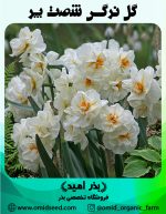 پیاز گل نرگس شصت پر