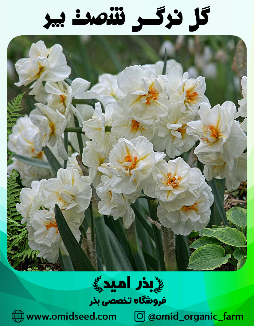 گل نرگس شصت پر پیاز گل نرگس شصت پر - تصویر 1
