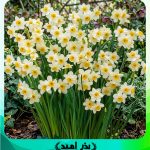 پیاز گل نرگس شهلا
