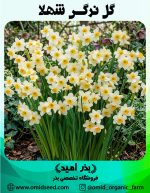پیاز گل نرگس شهلا