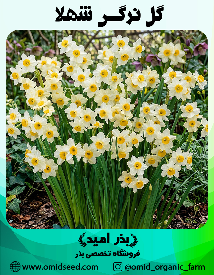 گل نرگس شهلا پیاز گل نرگس شهلا - تصویر 1