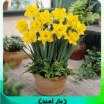 پیاز گل نرگس ژونکی