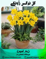 پیاز گل نرگس ژونکی