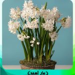 پیاز گل نرگس کریسمس