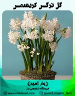پیاز گل نرگس کریسمس
