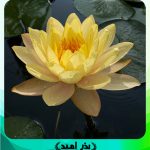 بذر گل نیلوفر آبی زرد وارداتی
