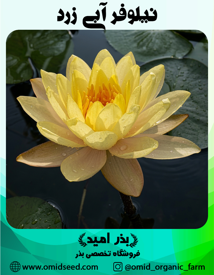 گل نیلوفر آبی زرد بذر گل نیلوفر آبی زرد وارداتی - تصویر 1
