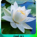 بذر گل نیلوفر آبی سفید وارداتی