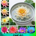 بذر گل نیلوفر آبی میکس وارداتی