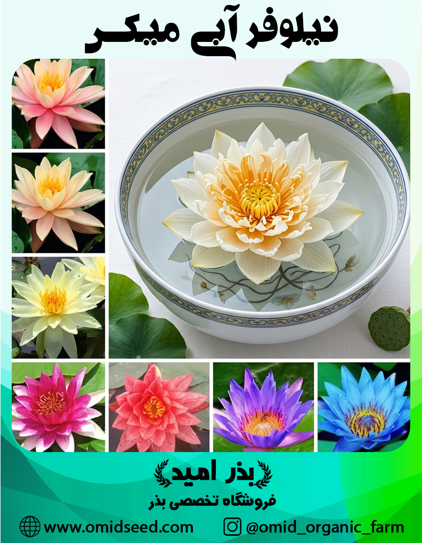 گل نیلوفر آبی میکس بذر گل نیلوفر آبی میکس وارداتی - تصویر 1