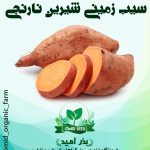 غده سیب زمینی شیرین نارنجی