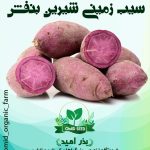 غده سیب زمینی شیرین بنفش