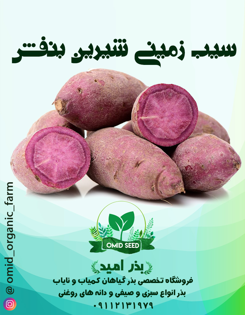 0002 غده سیب زمینی شیرین بنفش - تصویر 1
