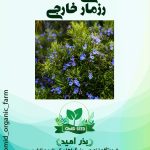 بذر گیاه دارویی رزماری وارداتی