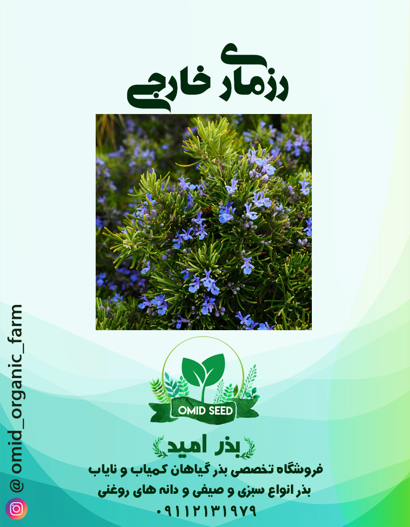 0003 بذر گیاه دارویی رزماری وارداتی - تصویر 1