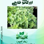 بذر گیاه دارویی اورگانو وارداتی