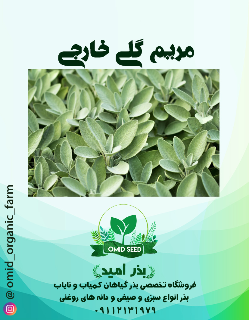 0005 بذر گیاه دارویی مریم گلی وارداتی - تصویر 1