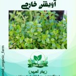 بذر گیاه دارویی آویشن وارداتی