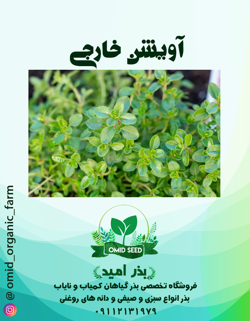 0006 بذر گیاه دارویی آویشن وارداتی - تصویر 1