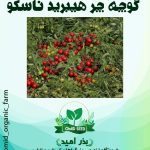 گوجه چری هیبرید ناسکو فضار باز ( mahvin f1 nasco )
