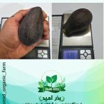 میوه آووکادو سایز ریز