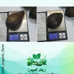 میوه آووکادو سایز متوسط