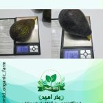 میوه آووکادو سایز درشت