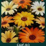 بذر گل آصف السلطنه (دایمورفوتکا) پاکوتاه مخلوط