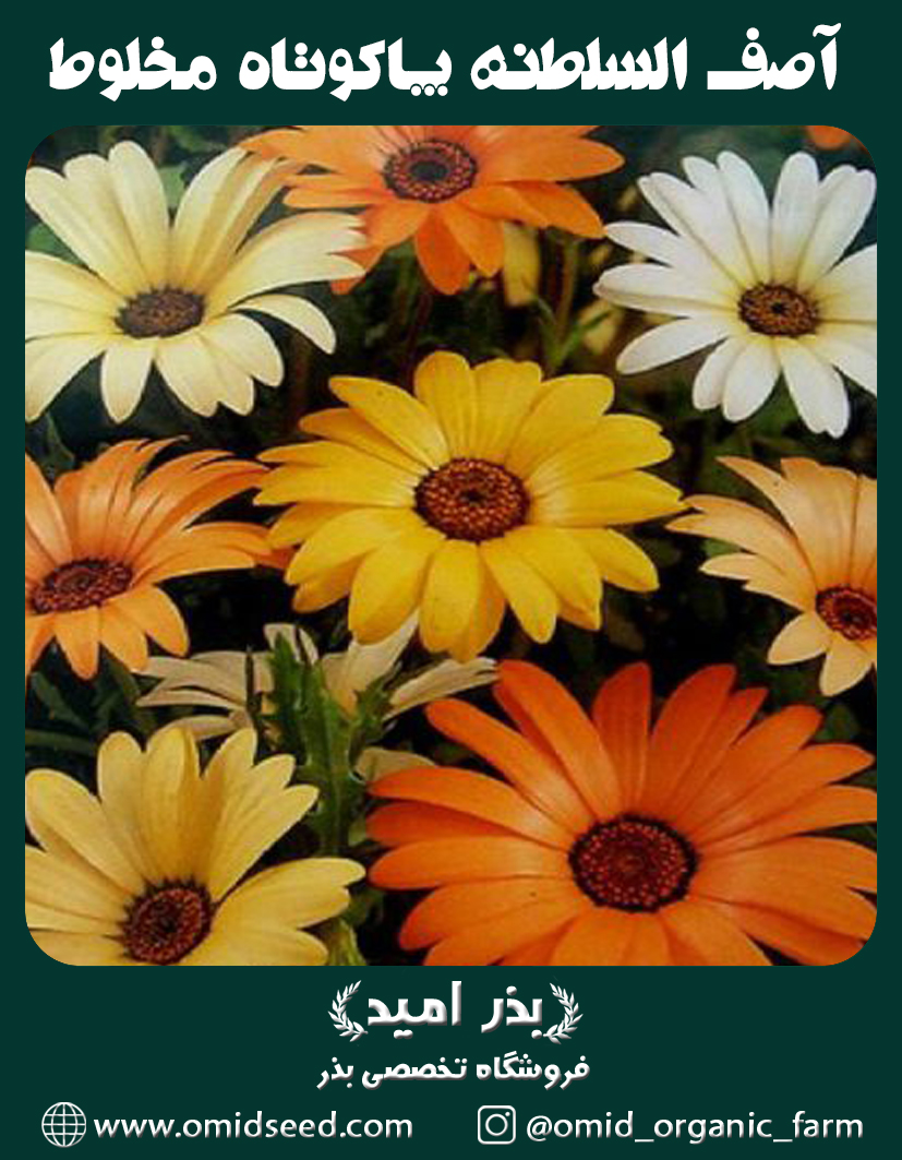 آصف السلطنه (دایمورفوتکا) پاکوتاه مخلوط بذر گل آصف السلطنه (دایمورفوتکا) پاکوتاه مخلوط - تصویر 1