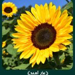 بذر گل آفتابگردان پابلند تک رنگ زرد