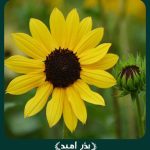 بذر گل آفتابگردان زینتی گل ریز پرگل زرد