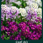 بذر گل آلیسوم (گل عسلی) پاکوتاه پرگل معطّر مخلوط