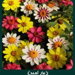 بذر گل آهار مکزیکی پاکوتاه گل ریز الوان (مینیاتوری)