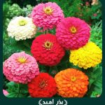 بذر گل آهار خارجی پاكوتاه پرپر گل درشت الوان